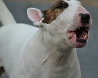 Bink, mijn Bull terriër 